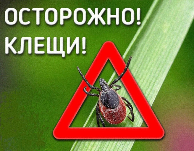 Сезон клещей открыт. Сезон клещей открыт.